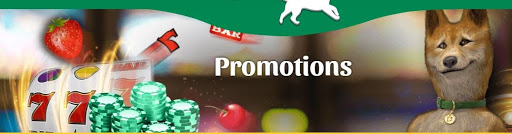 promotions casino dingo